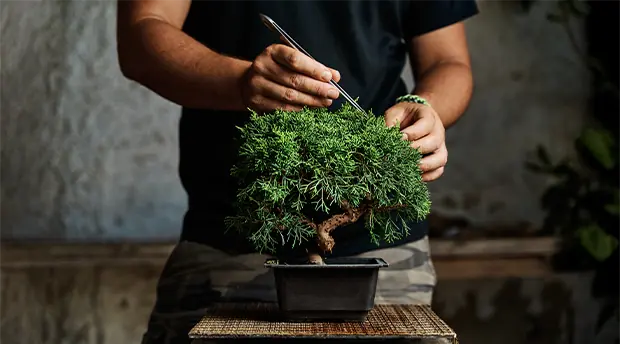 Bonsai Services Bonsai Services